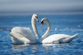Романтическая пара лебедей на озере | Премиум Фото